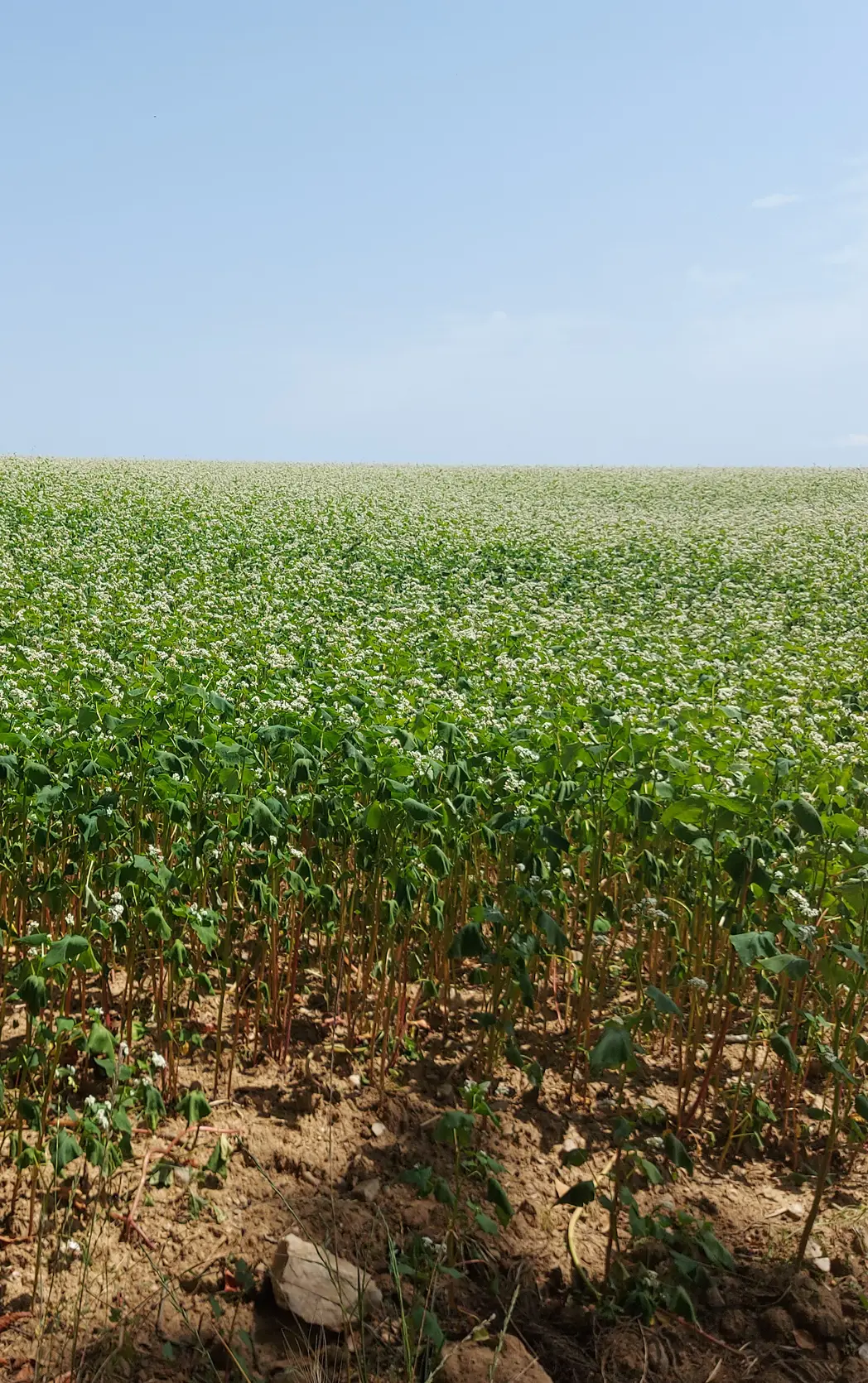 Route plaine des Azemars Avant 14